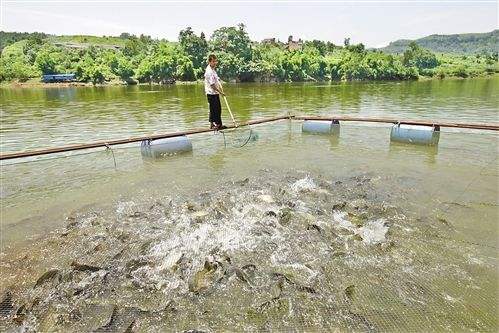 滦州高质量鱼虾饲料生产厂家