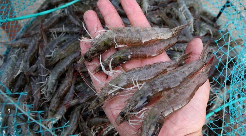 青岛高质量鱼虾膨化料供应厂家