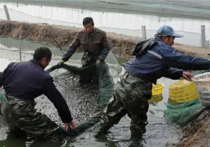 锦州专业鱼虾膨化料加工价格