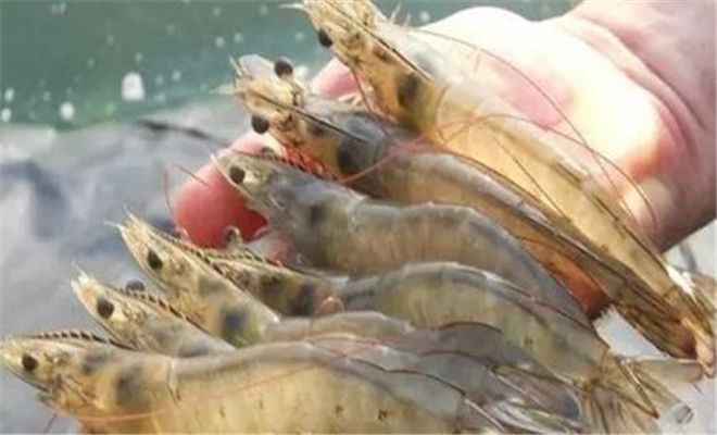 葫芦岛专业鱼虾膨化料批发