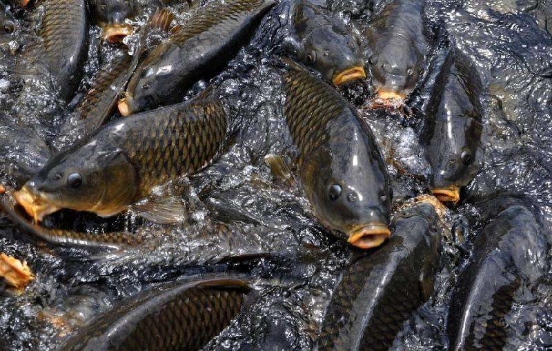 青岛高质量鱼虾膨化料供应厂家